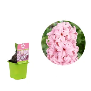 Hyacinthus orientalis 'Pink Pearl' 7cm - image 2