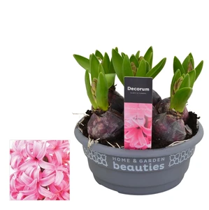 Hyacinthus orientalis 'Pink Pearl' 16cm - image 2