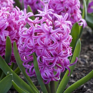 Hyacinthus orientalis 'Pink Pearl' 16cm - image 1