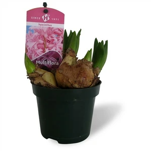 Hyacinthus orientalis multiflora 'Pink Pearl'