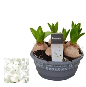 Hyacinthus orientalis  'White Pearl' 16cm - image 2