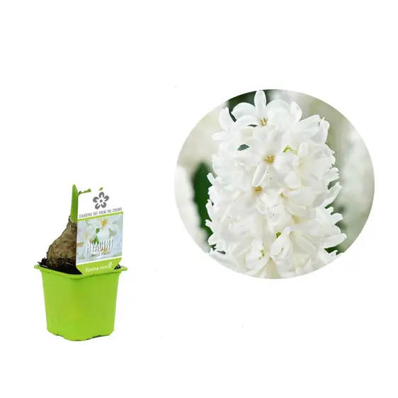 Hyacinthus orientalis 'White Pearl' 7cm - image 2