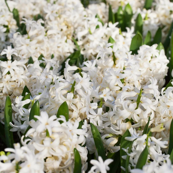 Hyacinthus orientalis  'White Pearl' 16cm - image 1
