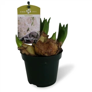 Hyacinthus orientalis multiflora 'White Pearl' - image 1
