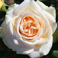 Hybrid Tea Roses
