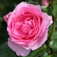 Hybrid Tea Roses