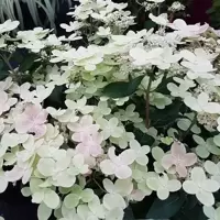 Hydrangea