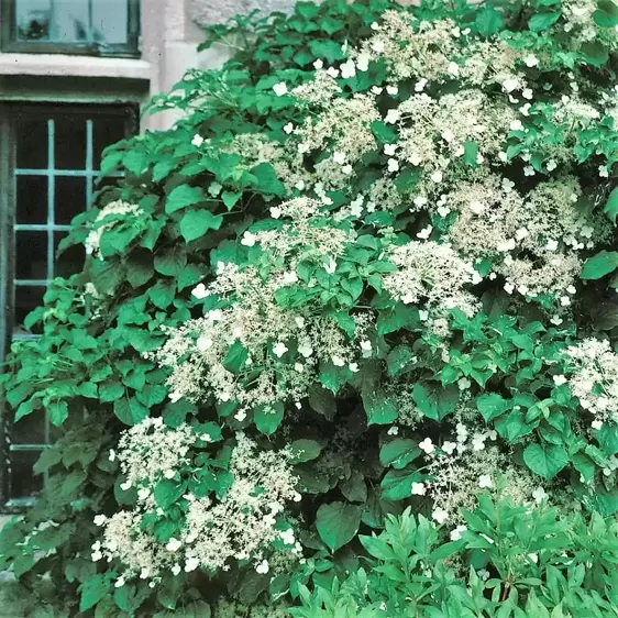 Hydrangea anomala subsp. petiolaris 10L - image 1