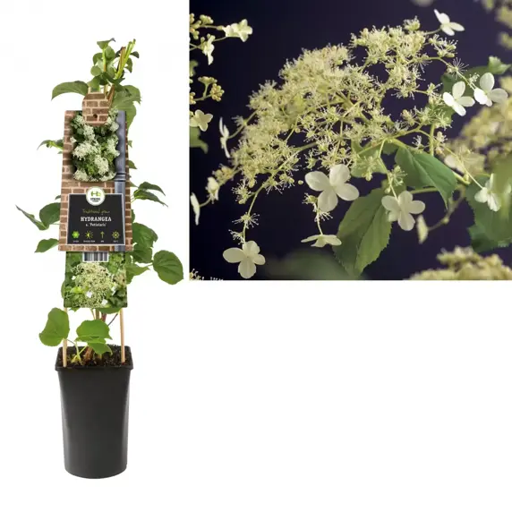 Hydrangea anomala subsp. petiolaris 16cm - image 3