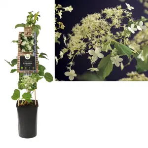 Hydrangea anomala subsp. petiolaris 16cm - image 3