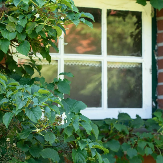 Hydrangea anomala subsp. petiolaris 3L - image 3
