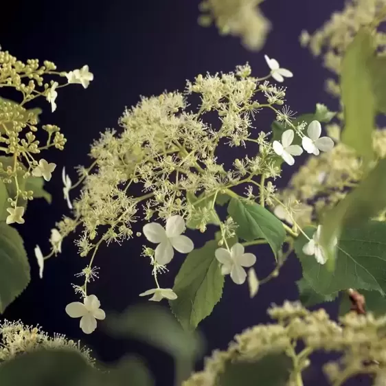 Hydrangea anomala subsp. petiolaris 4L - image 2