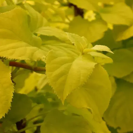 Hydrangea anomala subsp. petiolaris 'Bright Side' - image 1