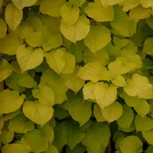 Hydrangea anomala subsp. petiolaris 'Bright Side' - image 2