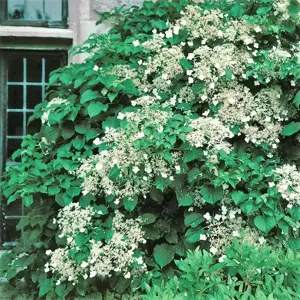 Hydrangea anomala subsp. petiolaris (Large)