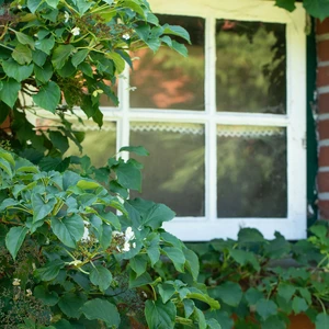 Hydrangea anomala subsp. petiolaris 10L - image 3