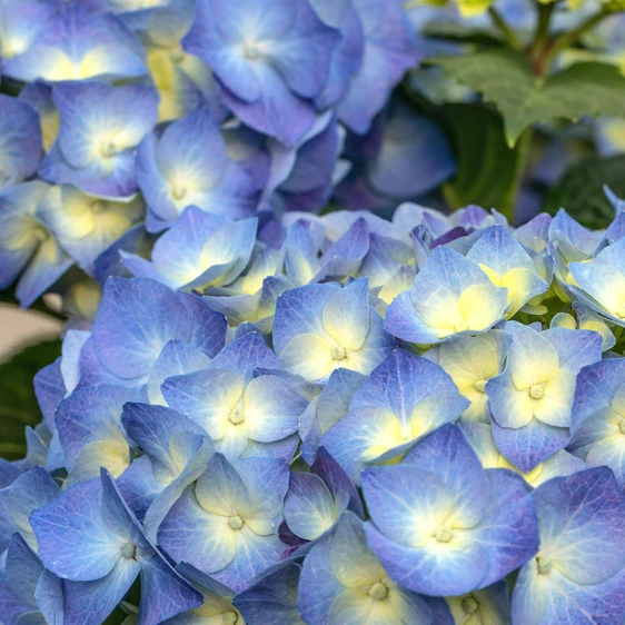 Hydrangea macrophylla 'Bela' - image 2