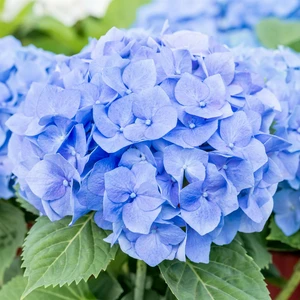 Hydrangea macrophylla 'Bela' - image 1