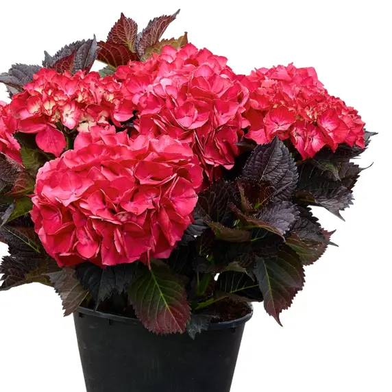 Hydrangea macrophylla 'Bellatrix'