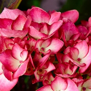 Hydrangea 'Bellatrix'