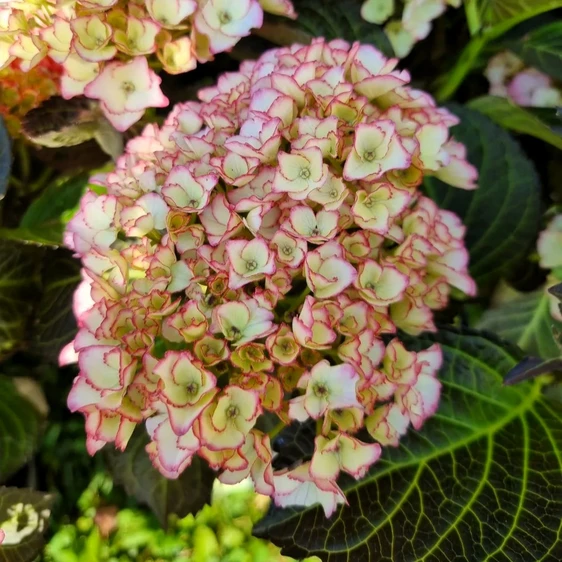 Hydrangea macrophylla 'Benthe' - image 1