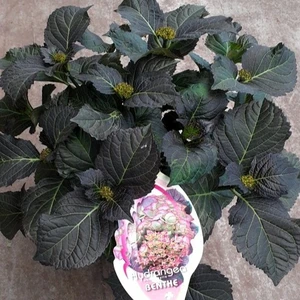 Hydrangea macrophylla 'Benthe' - image 2