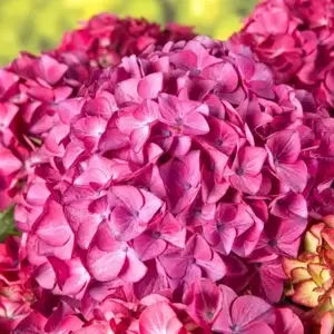 Hydrangea macrophylla 'Red Angel Purple' 2L - image 1