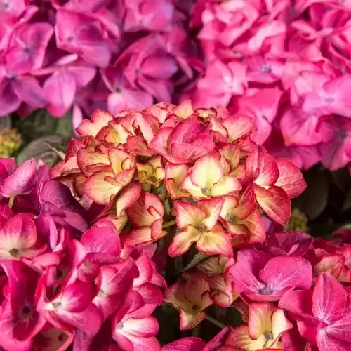 Hydrangea macrophylla 'Red Angel Purple' 5L - image 2