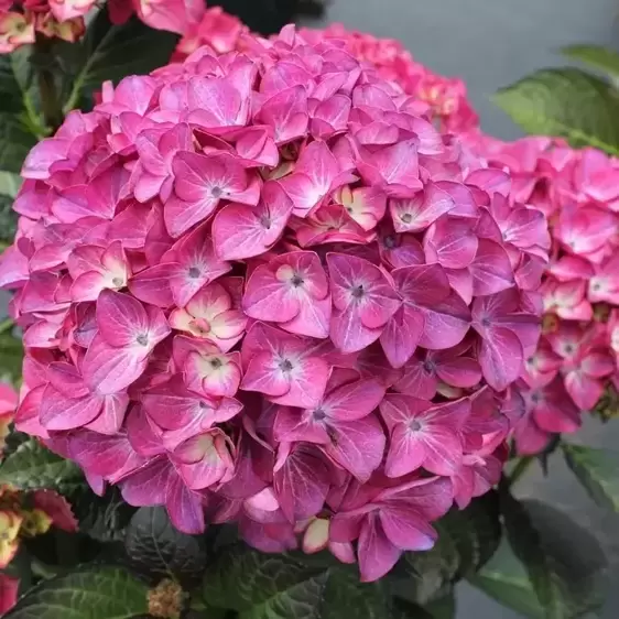 Hydrangea macrophylla 'Red Angel Purple' 2L - image 3