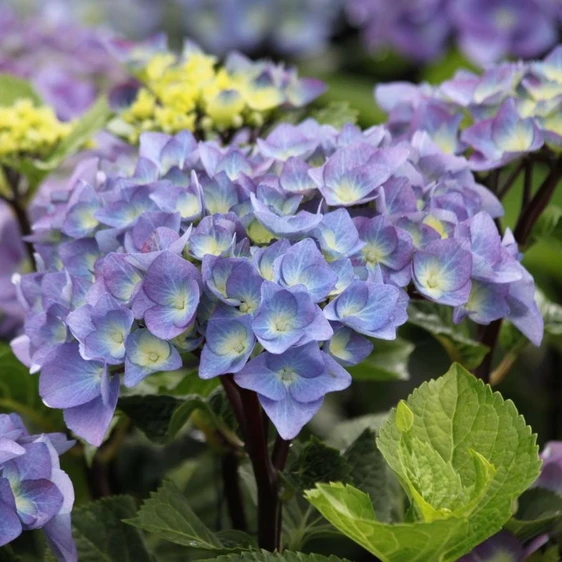 Hydrangea macrophylla 'Black Steel Blue'