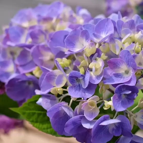 Hydrangea Flair & Flavours 'Blackcurrant Muffin' - image 3