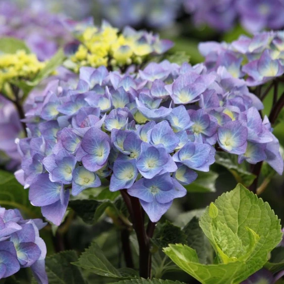 Hydrangea macrophylla 'Blacksteel Blue' - image 1