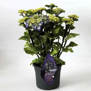 Hydrangea macrophylla 'Blacksteel Blue' - image 2