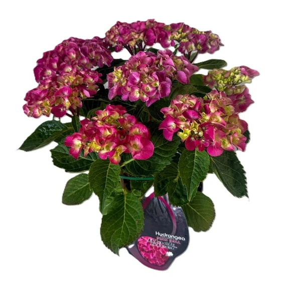 Hydrangea macrophylla 'Blacksteel Pink'