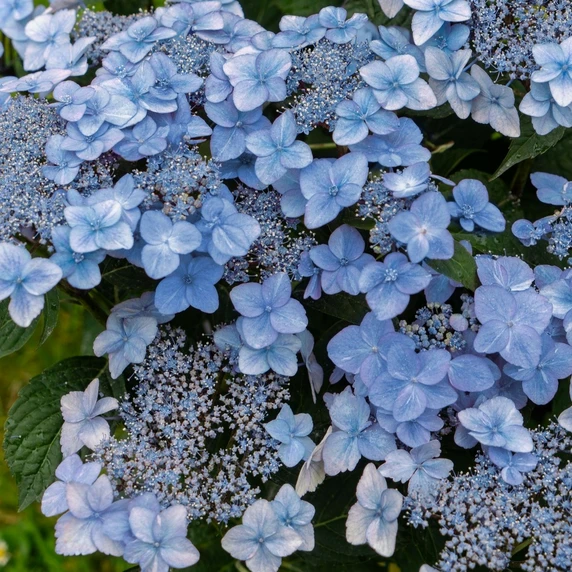 Hydrangea macrophylla 'Bloombuster Blue'