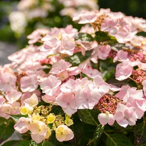 Hydrangea 'Bloombuster Pink'