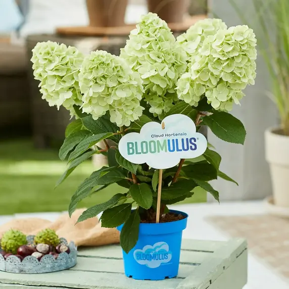 Image Credit - Cloud Hortensia BLOOMULUS®