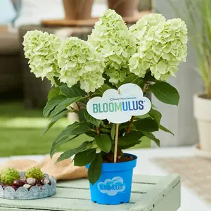 Image Credit - Cloud Hortensia BLOOMULUS®