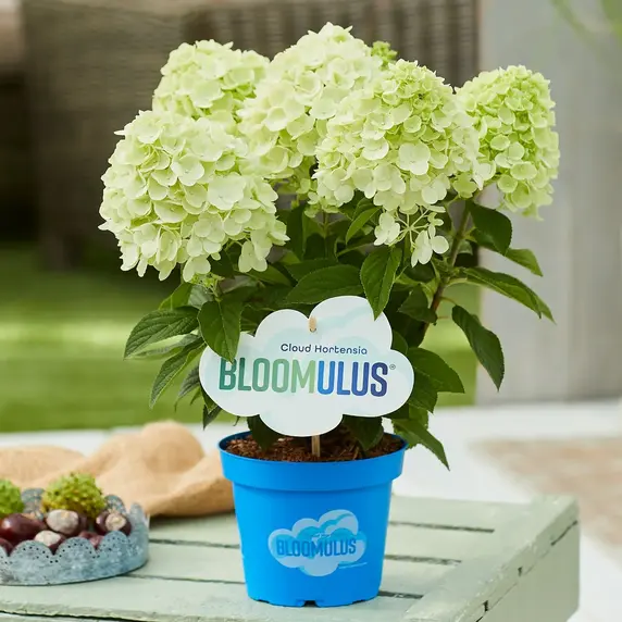 Image Credit - Cloud Hortensia BLOOMULUS®