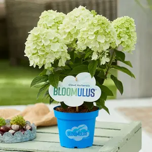 Image Credit - Cloud Hortensia BLOOMULUS®