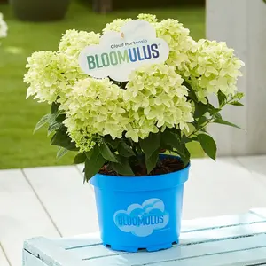 Image Credit - Cloud Hortensia BLOOMULUS®