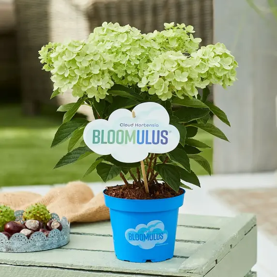 Image Credit - Cloud Hortensia BLOOMULUS®