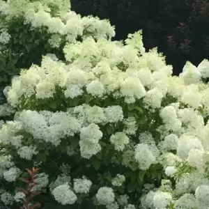 Hydrangea paniculata 'Bobo' 4L - image 2