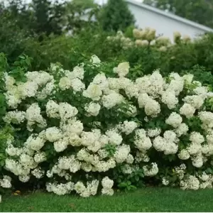 Hydrangea paniculata 'Bobo' 3L - image 3