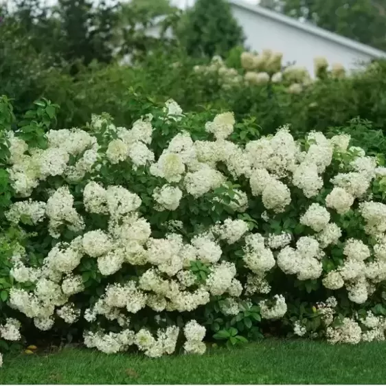 Hydrangea paniculata 'Bobo' 4L - image 3
