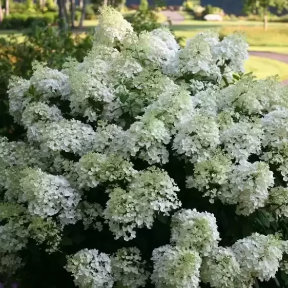 Hydrangea paniculata 'Bobo' 3L - image 1