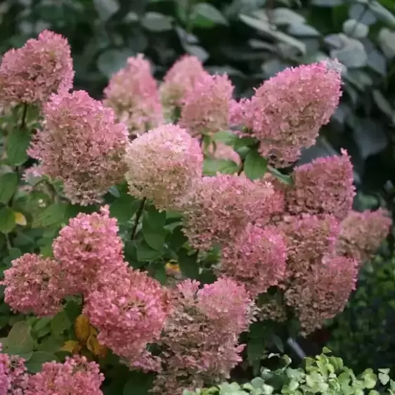 Hydrangea paniculata 'Bobo' 4L - image 4