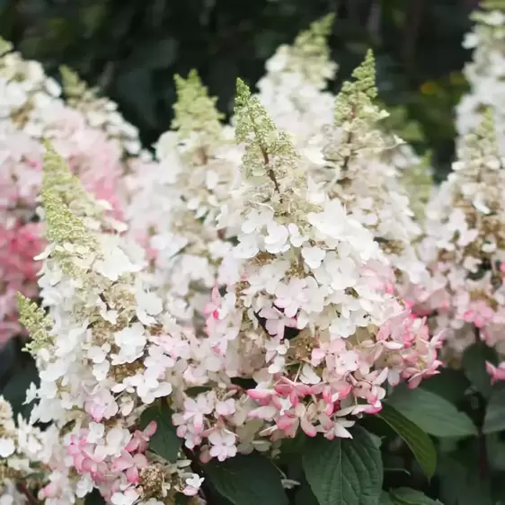 Hydrangea paniculata 'Candlelight' 3L