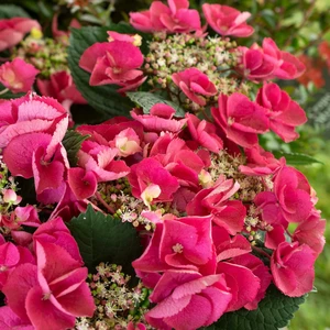 Picture - Star Roses & Plants