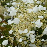 Hydrangea (Climbing)